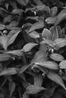 flower Tradescantia ohiensis - spiderwort  