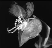 Asia Commelina erecta - Erect dayflower Special