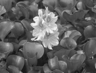 Water hyacinth (Eichhornia) from tropical America is
