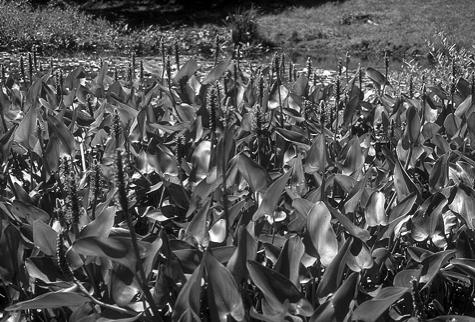 Pickerel weed has glossy heart-shaped leaves,