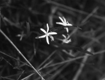 Pontederia cordata - Pickerel weed Heteranthera dubia