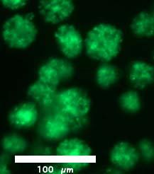 alginate Alginate microspheres Loaded with fluorescent nanoparticles Antigen-loaded Hydrogel