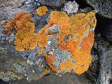 3 types of chemical weathering: oxidation,