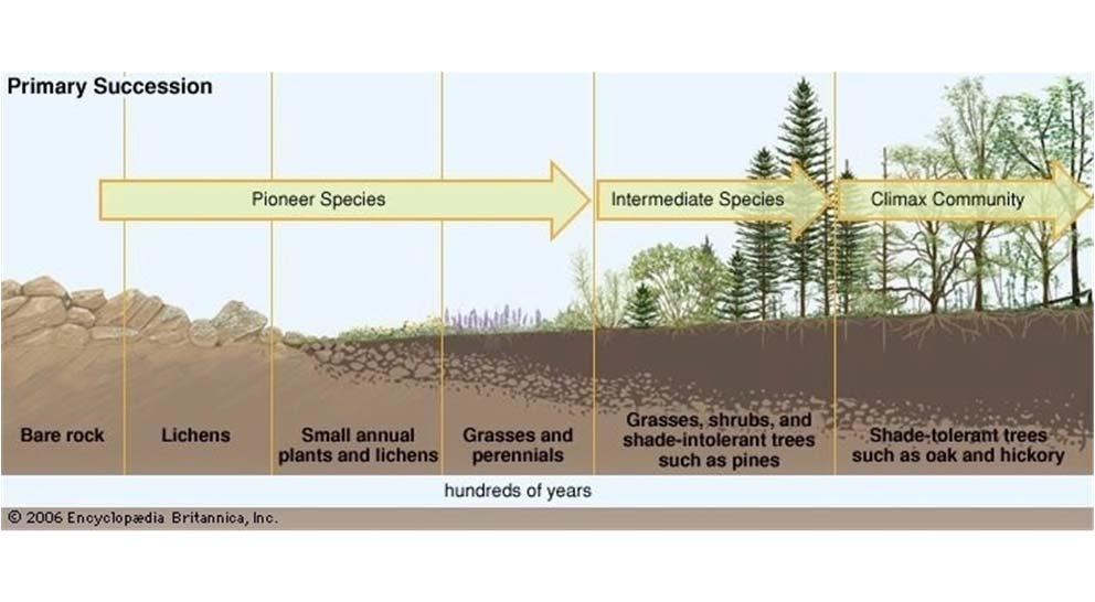 Soil formation and