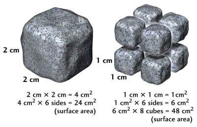 Weathering Area= L X W Surface Area: (Area) X (# of sides.) Once a rock weathers, its surface area increases.