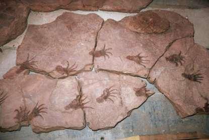 Trace fossils record the activity of an