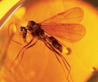 Amber-preserved fossils are organisms