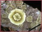 Lichens are primary soil