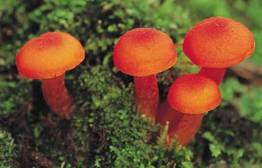 Fungi A fungus (plural, fungi) is an organism whose cells have nuclei, cell walls, and no chlorophyll (the pigment that makes plants green).