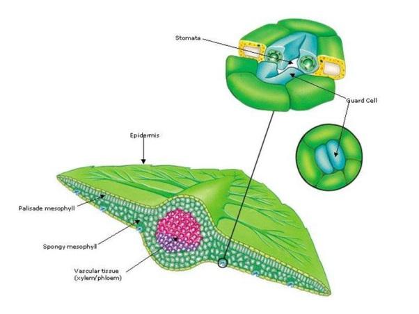 Notice the location of the stomata and guard cells in this diagram. Stomata two kidney- shaped. Stomata are.