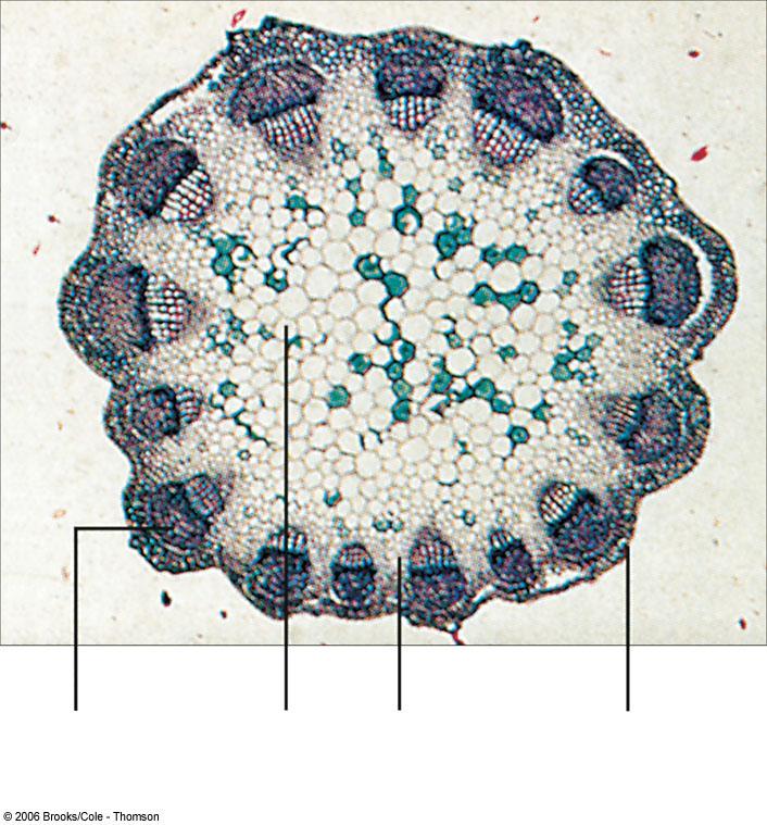 Cross section of a clover (eudicot) stem.