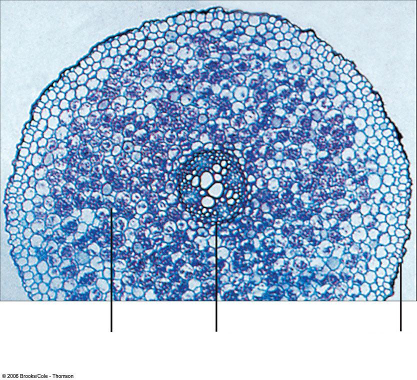 Cross section of a buttercup (eudicot)