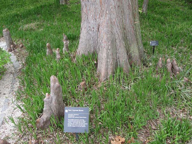 In saturated soil bald cypress produces