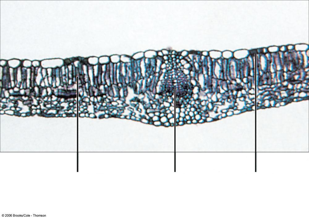 Cross section of a lilac leaf mesophyll (ground