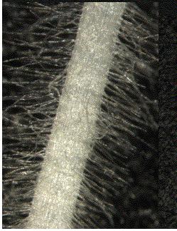 Root hair cells: epidermal cells of the root with projections.