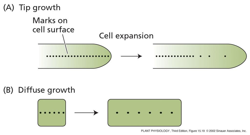 Cell growth: two mechanisms 1) tip growth (root hairs,