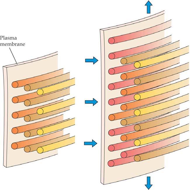 Plant cells normally expand 10 to 100-fold in volume. The cell wall expands by stress relaxation. Expansins (cell wall protein) are responsible for acidinduced stress relaxation.