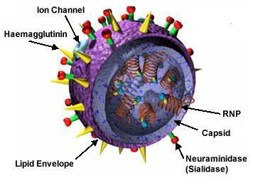ALL viruses have VIRUSES A protein coat (also called shell or capsid) A nucleic acid (either DNA or RNA) Some virus have