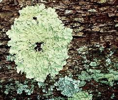 Fungi (Mycota) More Ecological importance: Lichen are fungi that form a mutualist relationships with algae and are