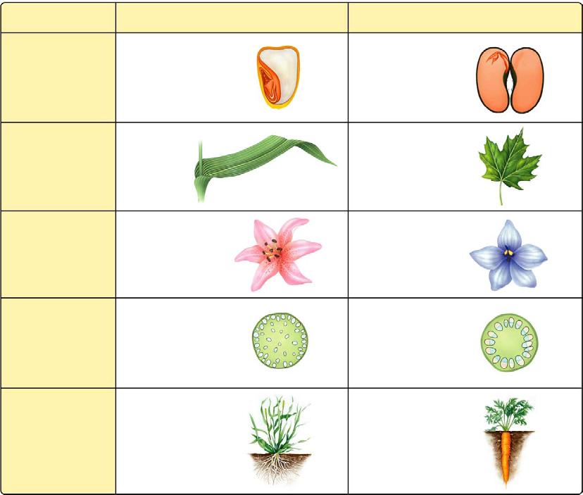 Comparison of Monocots and Dicots - Angiosperms Monocots Dicots Seeds Single cotyledon Two cotyledons Leaves Parallel veins Branched veins Flowers Stems Floral parts