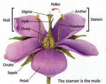 Complete flowers have four parts. 1. Stamen male part anther and filament Angiosperm Flower Parts (Complete flower) 2.