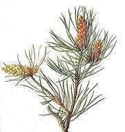 Two Seed Bearing Vascular -Gymnosperms (Naked Seeds) (Conifers, cycads, ginkos) - Male cones release pollen in the spring,