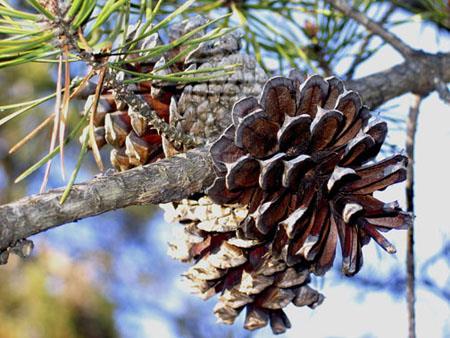 Gymnosperm Reproduction Gymnosperms have both male and female cones Male cones