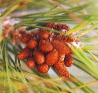Contain pollen that is carried by wind to female cones Female cones usually found