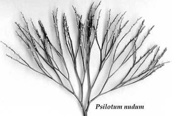 Whisk Ferns Flowering, Vascular with Seeds
