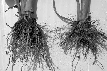 ROOT Grows down into the soil or water. Anchors plant to the earth. Absorbs water and minerals needed for growth.