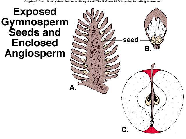 Evolution of Angiosperms Advancements over gymnosperms: Angiosperms