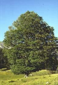 4. TYPES OF PLANTS According to their size plants can be divided into: Trees: They have a large, single trunk rising above the