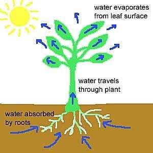 Animals need other animals to feed but plants make their own food using sunlight, carbon dioxide, water and minerals.