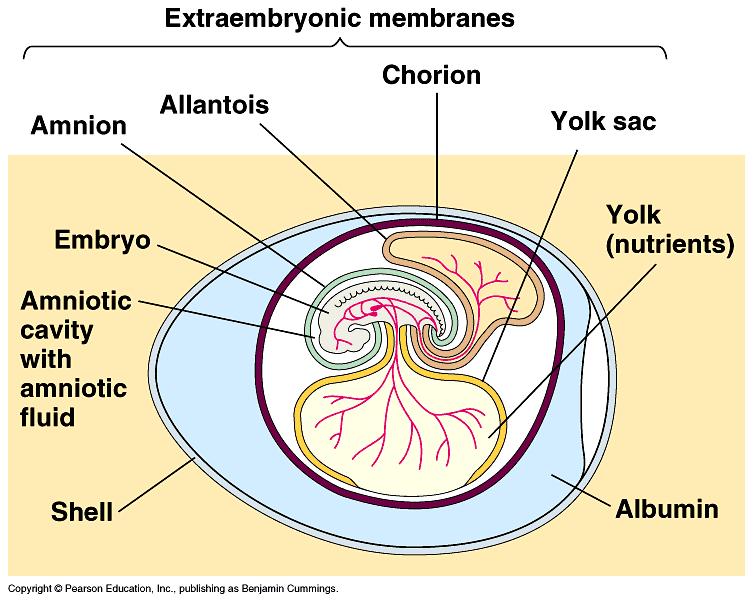 Ms. SASTRY 32 Amniotes 14) Describe an amniotic egg and explain its significance in the evolution of reptiles, birds, and mammals.