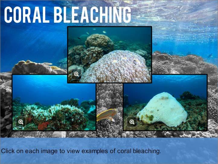 Coral Bleaching Module 12: Oceanography Rising water temperatures also affect ocean species, causing damage to the ocean food chains and decreasing the global food supply.