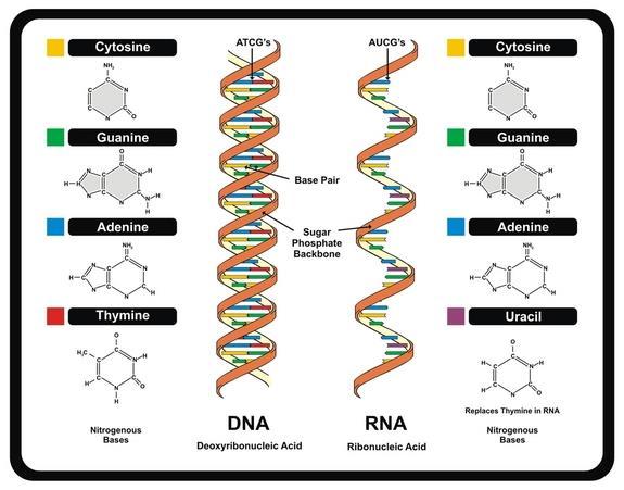 The Genetic Code RNA contains four different bases: adenine, cytosine, guanine, and
