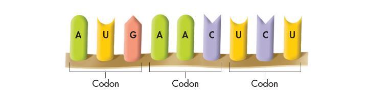 The Genetic Code Each three-letter word in mrna is known as a codon.