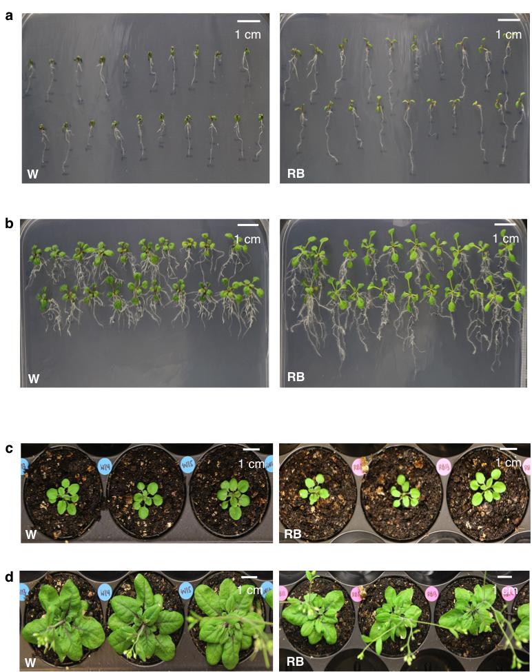 182 Supplementary Figure S5 183 Growth and development of laser-treated F1