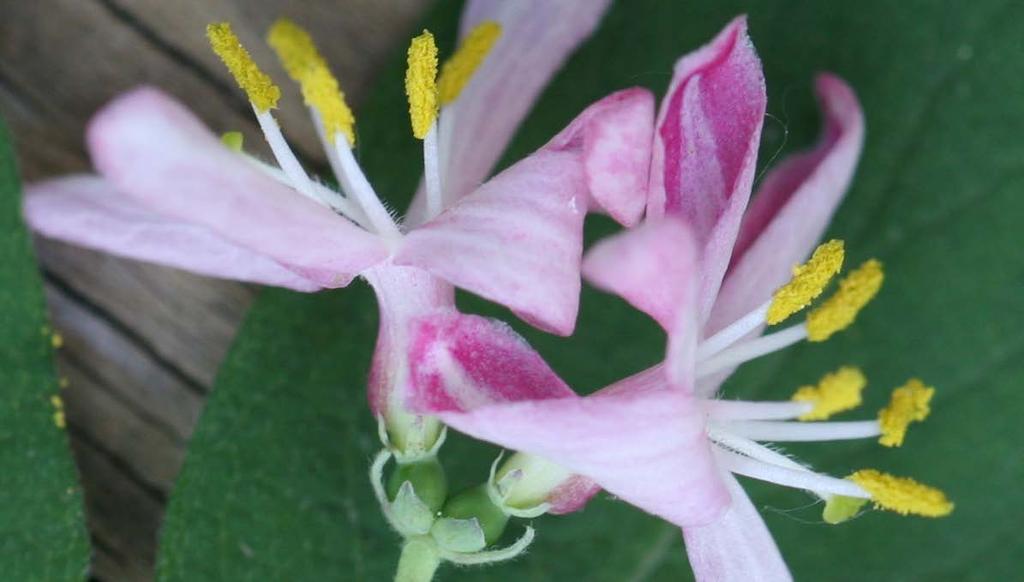 Flower Characteristics: 2015-5-19 Stamens and style hirsute (hairy). Indicates nonnative specimen.