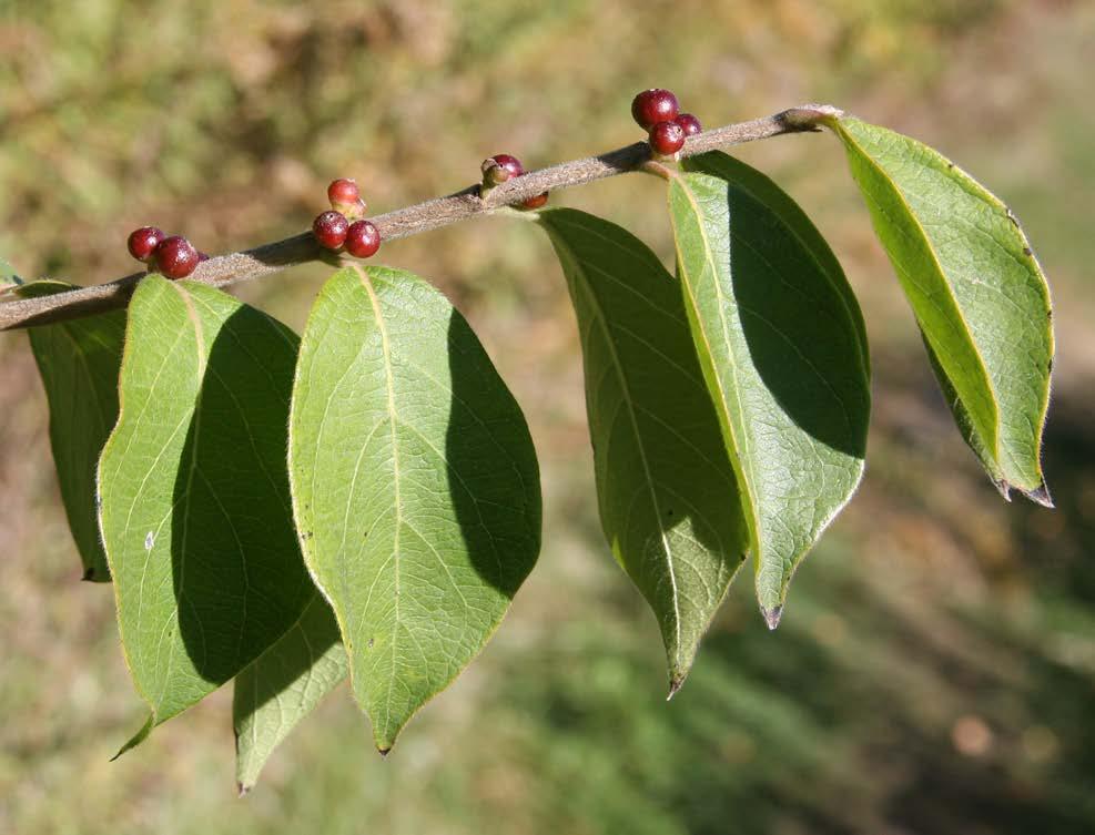 Consider All: Fruit and foliage Short peduncles (almost sessile), shorter than petioles indicates L. maackii. Deep red fruit color present in October indicates L. maackii. Pubescent (softly hairy) - peduncles, leaves and twigs.