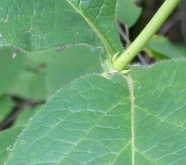 Native Hairy Honeysuckle Vine Leaf Edge (L.