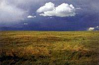 Taiga, and Mountain Forest Steppe