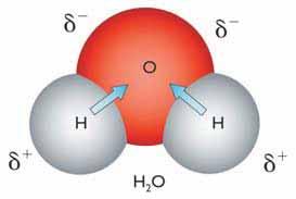 polar bond: the difference in the electronegativity of neighboring atoms causes the electrons to be attracted more to one of the atoms of the bond, making one atom slightly negative and the other