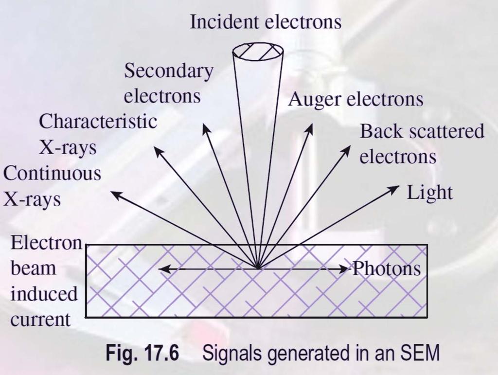 Scanning Electron