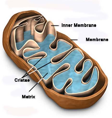 Mitochondrion The more folds a