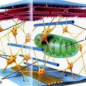 Cell Organelles Cytoskeleton Helps cell maintain