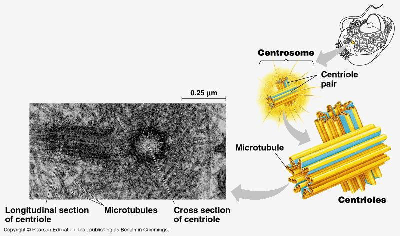 microfilaments-threadlike Cell Organelles