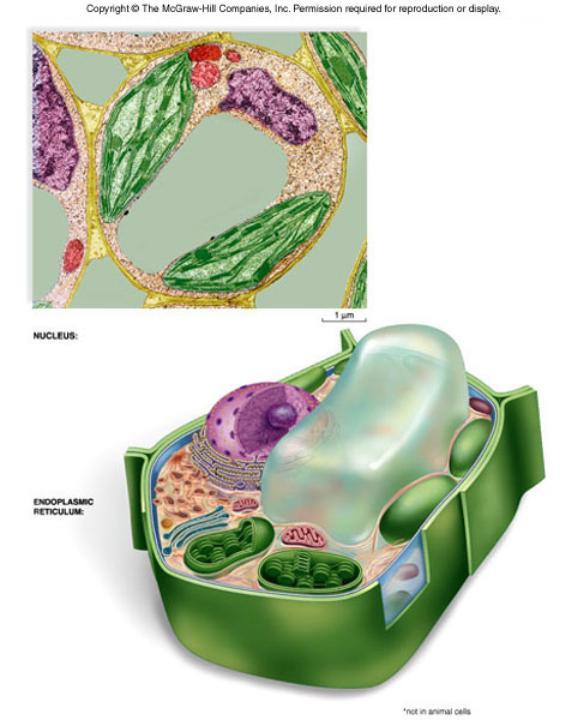 Made of microtubules Cell Organelles Vacuole mainly used for storage of water but can also contain other