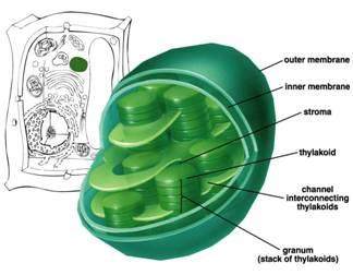 Cell Organelles Chloroplasts where photosynthesis takes place