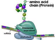 Cell Organelles Ribosomes function: protein synthesis (protein manufacturing). Ribosomes read messenger RNA sent out of the nucleus and put amino acids together to make proteins.